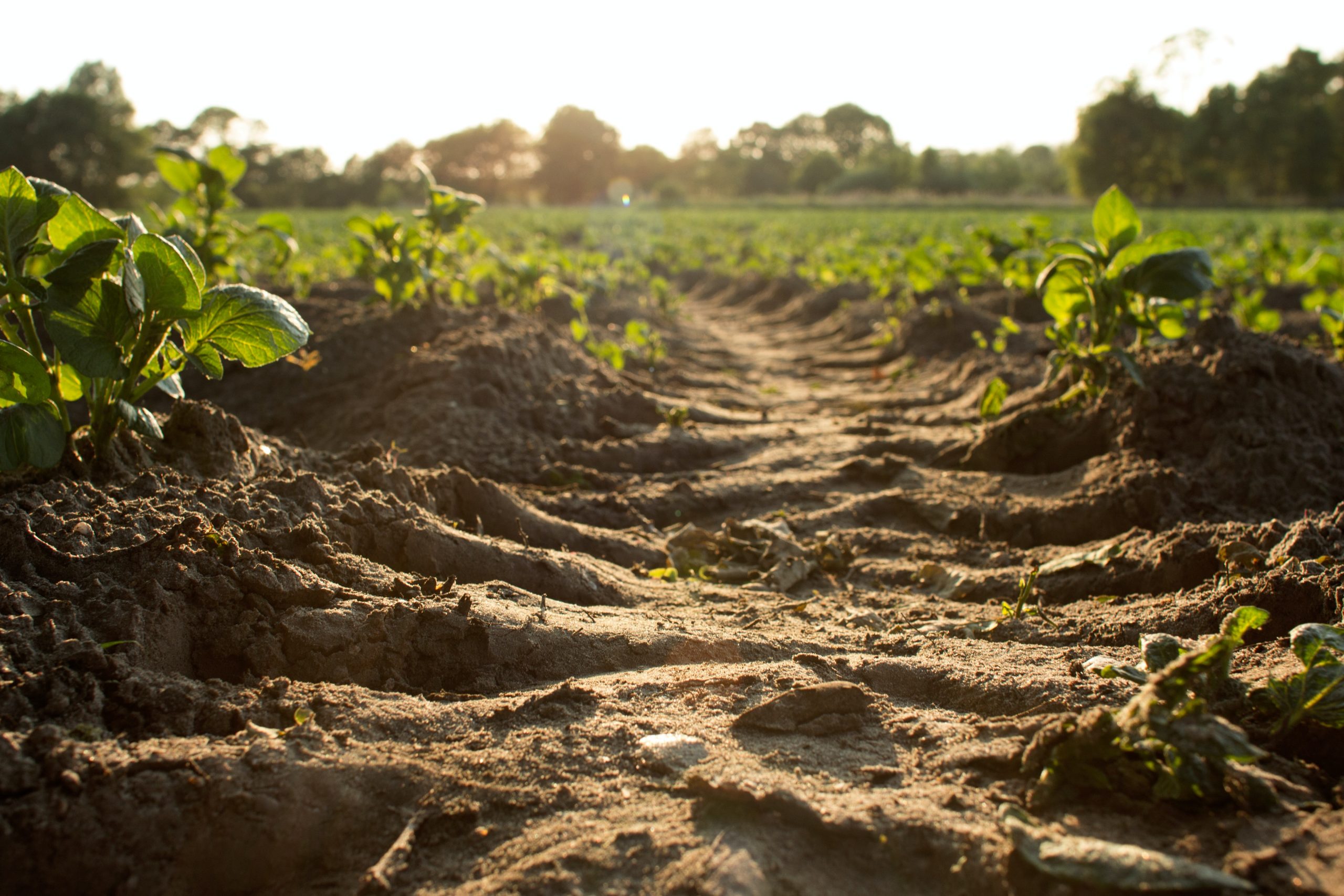 soil testing